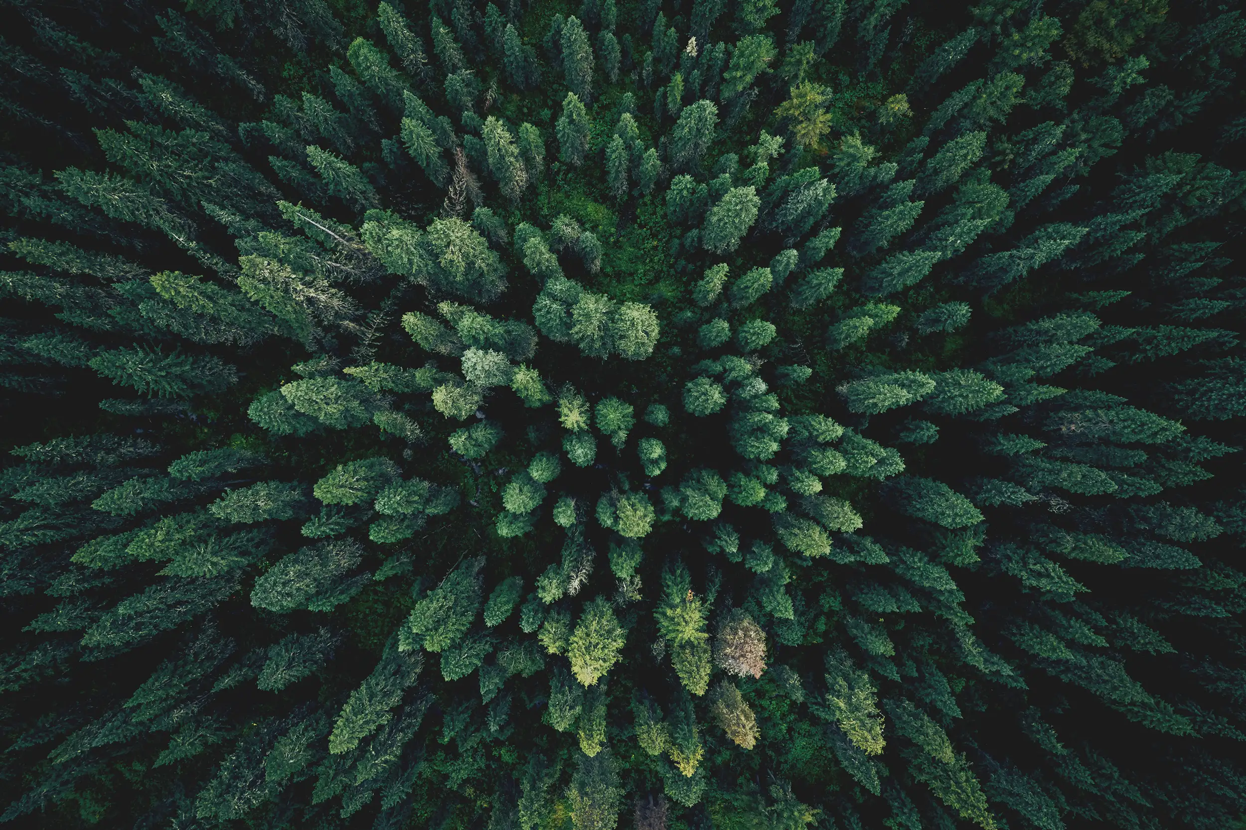 Mäntymetsää Mäntymetsää